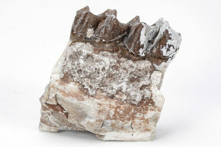 Fossil Horse (Mesohippus) Jaw Section - South Dakota #202630